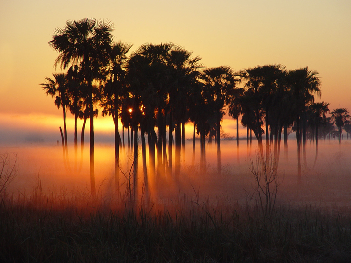 Las típicas palmeras del paisaje formoseño.