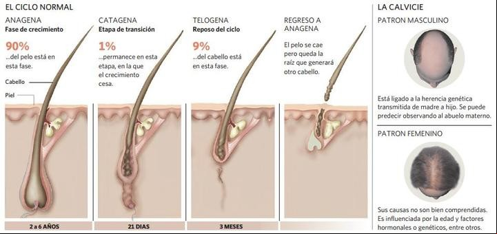 El ciclo del cabello.