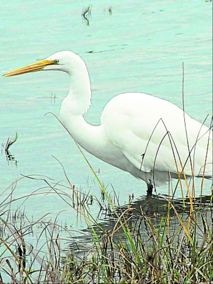 La garza blanca (Ardea alba) frecuenta los humedales santafesinos.