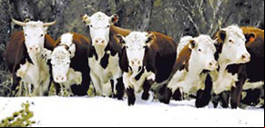 Ahora los buitres también se meten con la carne argentina