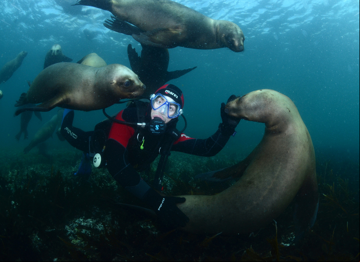 CLAIMA20150213_0094 Buceo con lobos marinos, una gran atracción en Puerto Madryn.