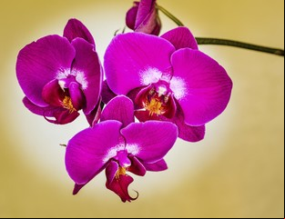 10 tips infalibles para cultivar las mejores orquídeas
