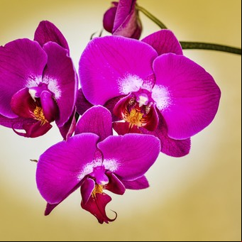 10 tips infalibles para cultivar las mejores orquídeas