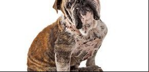 Demodexia canina: ¿qué es y cómo se cura?
