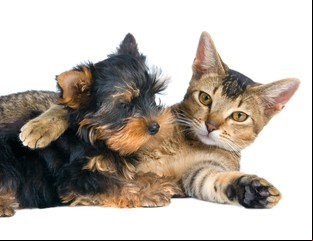 Perros y gatos: ¿pueden quedar solos en casa?