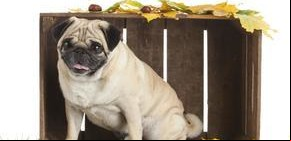 Conocé a Barry, el pug que adora bañarse