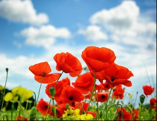 El cambio climático aumentará la fragancia floral del planeta Tierra