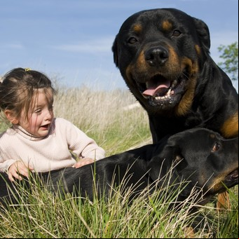 Rottweiler: ¿durmiendo con el enemigo?