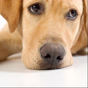 ¿Mascotas estresadas? Cómo reconocerlas