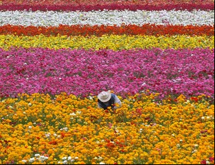 Primavera: la estación que impulsa al amor