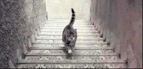 La polémica del gato: ¿sube o baja las escaleras?