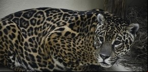 Intentan salvar al yaguareté con un proyecto inédito en Corrientes