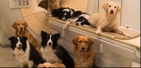 La ciencia descubrió cómo sienten los perros y los gatos