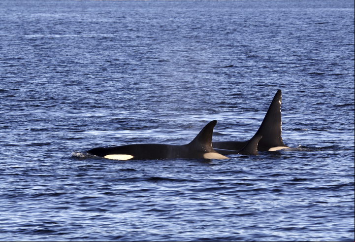 CLAIMA20151202_0223 Guía Lonely Planet. Orcas en Noruega (Getty Images)