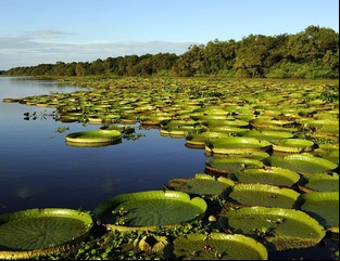 Bañado La Estrella, un valioso santuario de vida silvestre