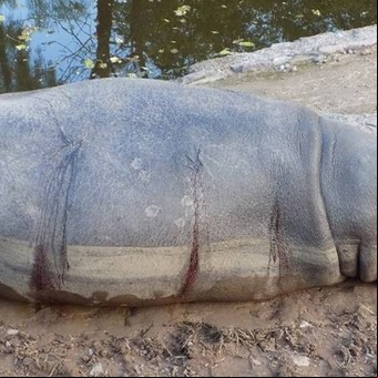 Habrían baleado a un hipopótamo y se agrava la crisis del zoo mendocino