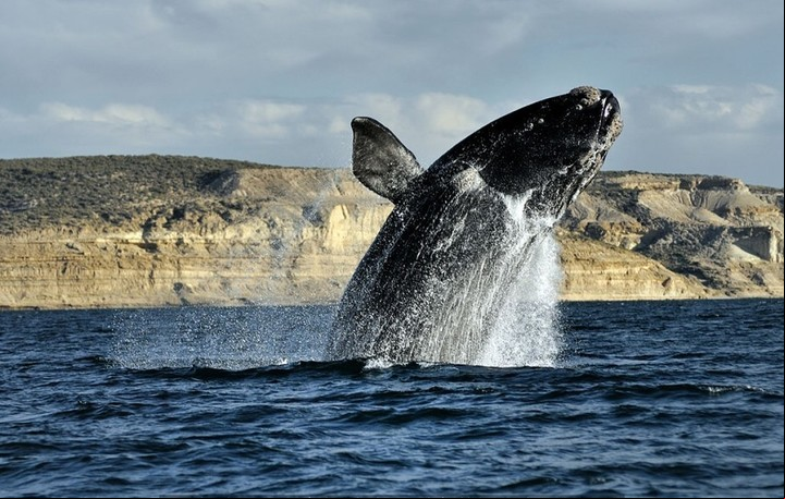 Una ballena franca austral en Península Valdés.