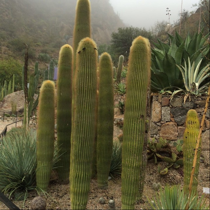Jardín Botánico de Chilecito, La Rioja (Secretaría de Turismo de La Rioja)