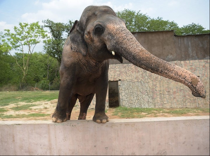 En 1990, Kaavan consiguió una compañera llamado Saheli. Pero después de la muerte de Saheli en 2012, la tristeza de Kaavan se agravó, por lo que pronto fue conocido como el elefante más solitario de Pakistán (AFP).