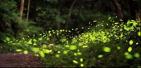 Luz voladora: luciérnagas en Tlaxcala