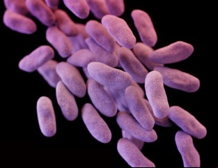 Antibióticos: advierten que los tratamientos son más largos de lo que deberían