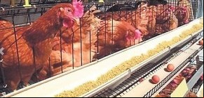 553 huevos por segundo: la impactante cifra de una agroindustria que creció en 2024