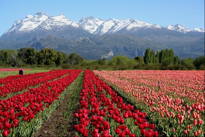 Campos de tulipanes en Trevelin, muy cerca del parque.