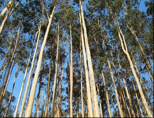 Las exportaciones de madera aumentaron 19 por ciento en lo que va del año