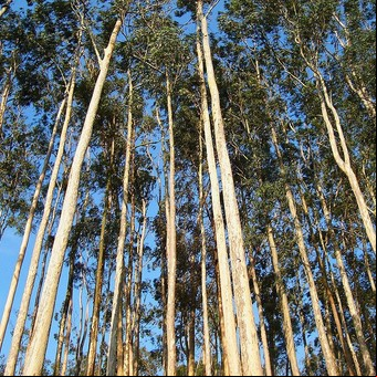 Las exportaciones de madera aumentaron 19 por ciento en lo que va del año