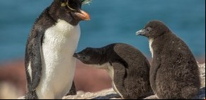 Puerto Deseado, donde la felicidad tiene cara de pingüino