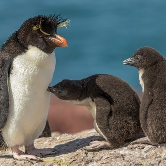 Puerto Deseado, donde la felicidad tiene cara de pingüino