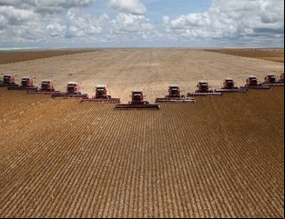 Un estado brasilero produce más soja que toda la Argentina