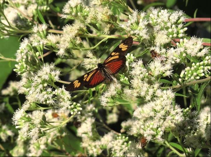 Eupatorium inulifolium o Mariposera, junto
con la mariposa Perezosa, del género Actinote.