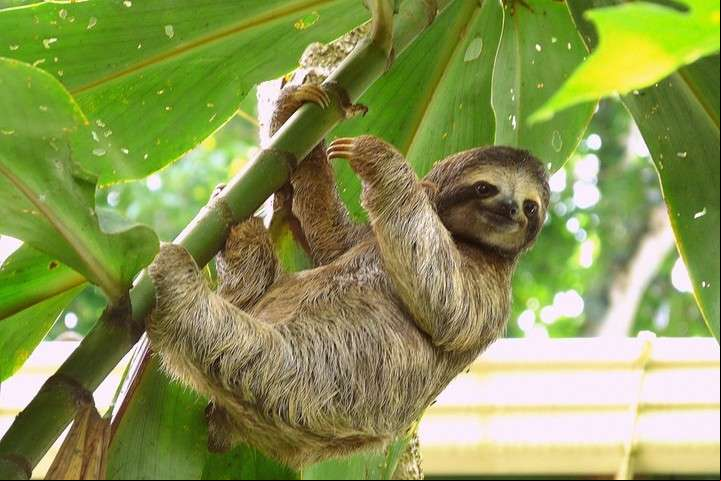En Costa Rica se pueden ver dos tipos de perezosos, de dos y de tres dedos (GETTY IMAGES).