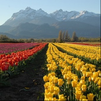 Tulipanes en la Cordillera, un gran espectáculo de colores