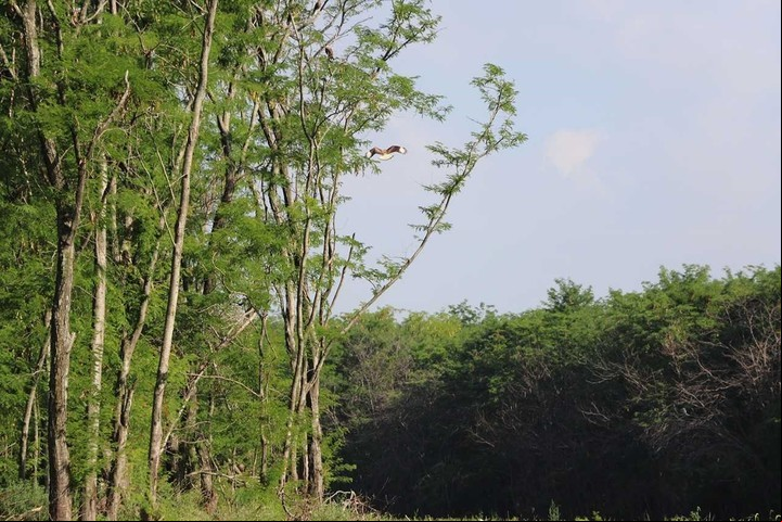 Reserva Natural Municipal del Pilar, sobre la costa del río Luján.