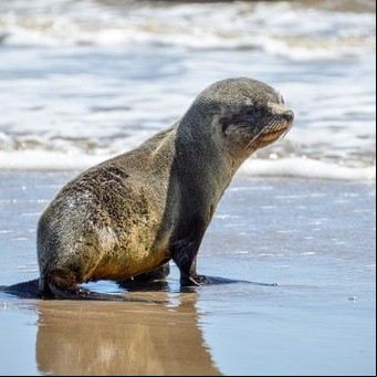 Devuelven al mar a un lobo marino que había sido rescatado en el Riachuelo