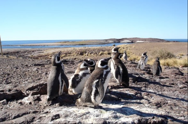 En verano se puede apreciar en Cabo Dos Bahías -a 28 km de Camarones- la colonia formada por unas 30 mil parejas de pingüinos de Magallanes.