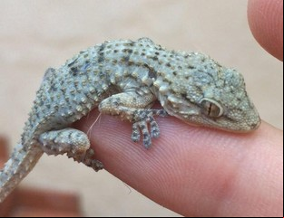 Conocé la forma más efectiva de sacar las lagartijas de tu casa: qué fenómeno trae a estos reptiles