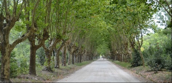 Pipinas, una escala imperdible en el camino a la Costa