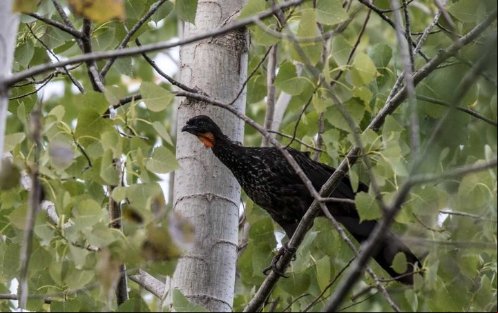 Pava de monte. Una especie vulnerable del Delta.
