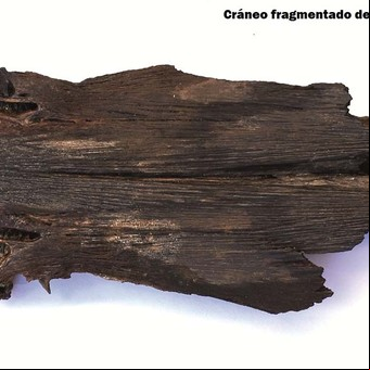 Hallazgo prehistórico: encontraron el fósil más antiguo de un surubí de la Argentina
