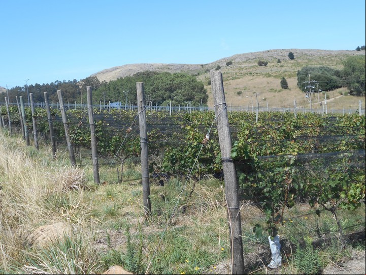 Los viñedos de la bodega Cordón Blanco.
