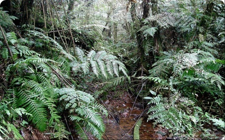 Selva misionera.