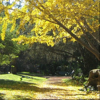 Un "viaje" a otra era: las huellas de los dinosaurios en el Botánico