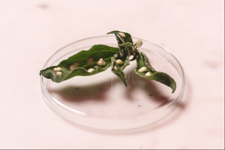 Planta de hielo y emulsión de limón, uno de los aperitivos (Gentileza Tegui / José Pereyra Lucena)