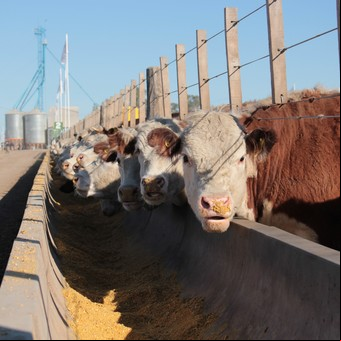 La joven guardia de la ganadería argentina pone la mira en el medio ambiente y la comunicación