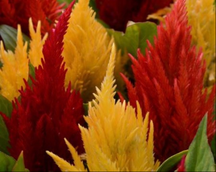 Es una planta llamativa que mantiene el jardín colorido incluso en los días más fríos. Foto: Archivo Clarín.