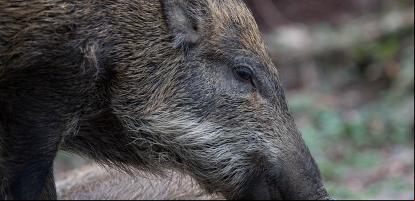 Invasión de jabalíes: colocarán trampas cerca de un reconocido hotel de Bariloche