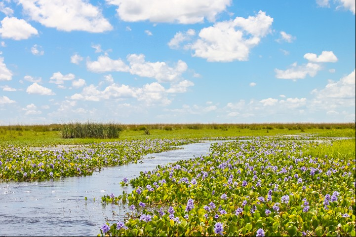 Colores. Las flores cubren las plantas acuáticas en Iberá. Foto Parques Nacionales